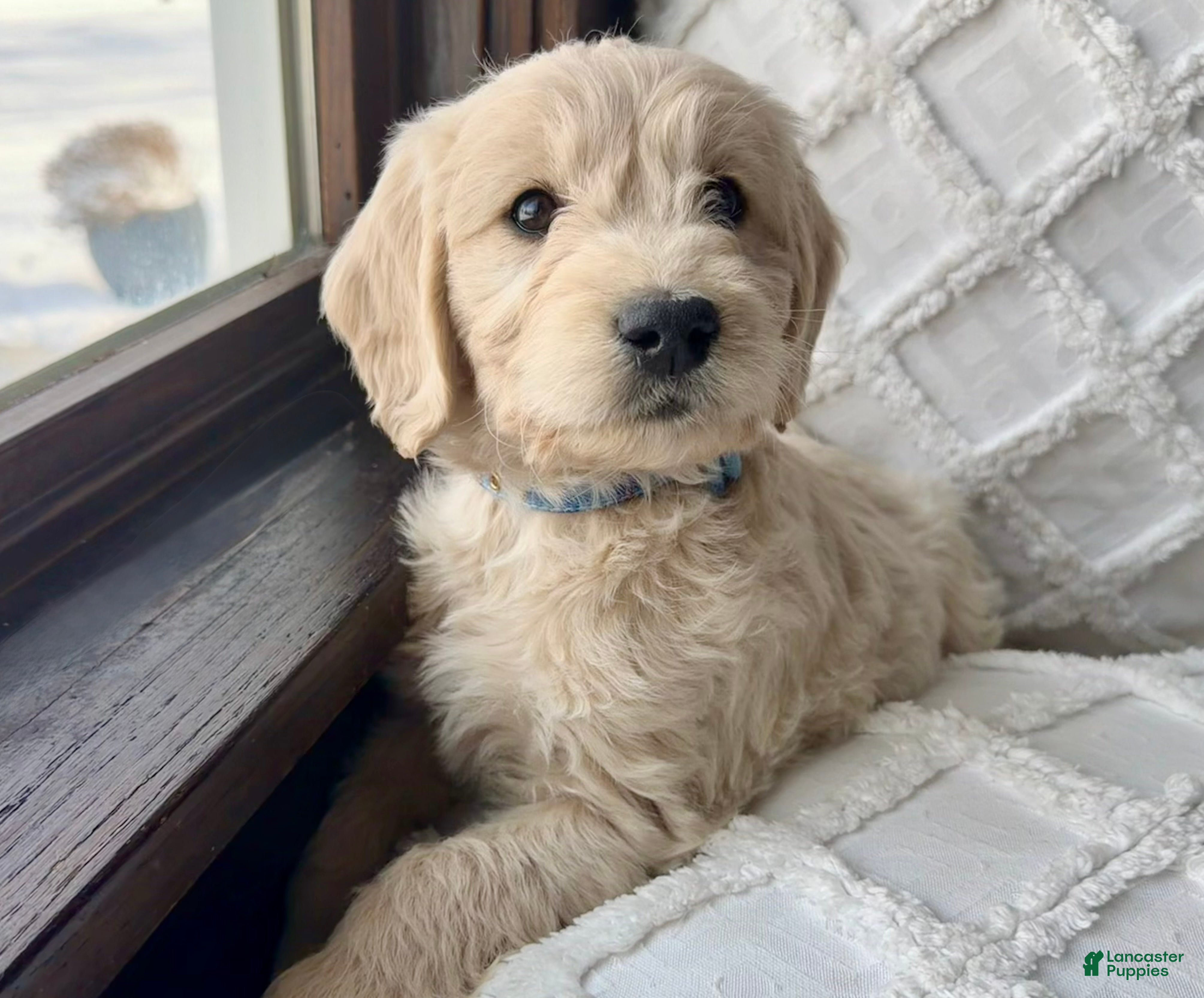 Mini Goldendoodle dogs Aspen  - Ad 1