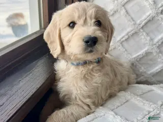 Mini Goldendoodle dogs for sale: Aspen - Ad 4