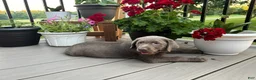 Labrador Retriever dogs for sale: Bella - Ad 1