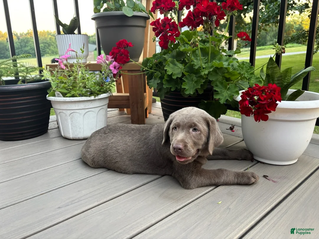 Labrador Retriever dogs for sale: Bella - Ad 1