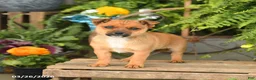 Mixed Breed dogs for sale: Flash - Ad 3