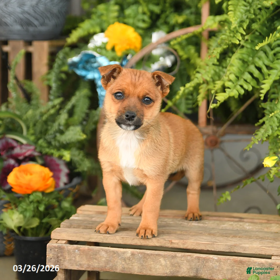 Mixed Breed dogs for sale: Flash - Ad 3