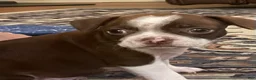 Mixed Breed dogs for sale: Mixed Breed 1 - Ad 2