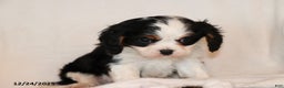 Cavalier King Charles Spaniel dogs for sale: Captain - Ad 3