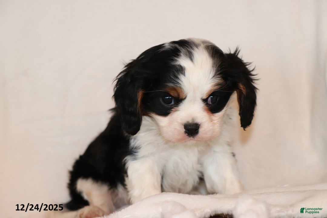 Cavalier King Charles Spaniel dogs for sale: Captain - Ad 3