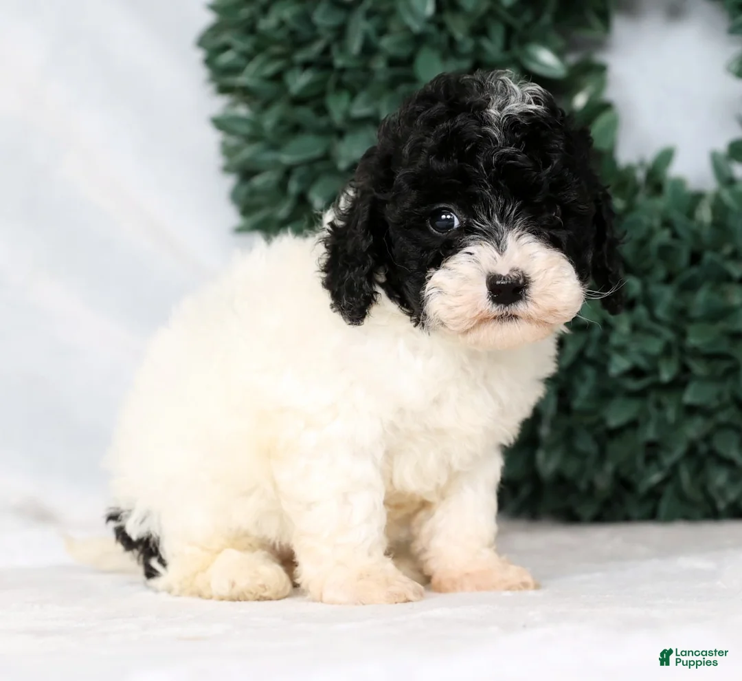 Havapoo dogs for sale: Lexie - Ad 6