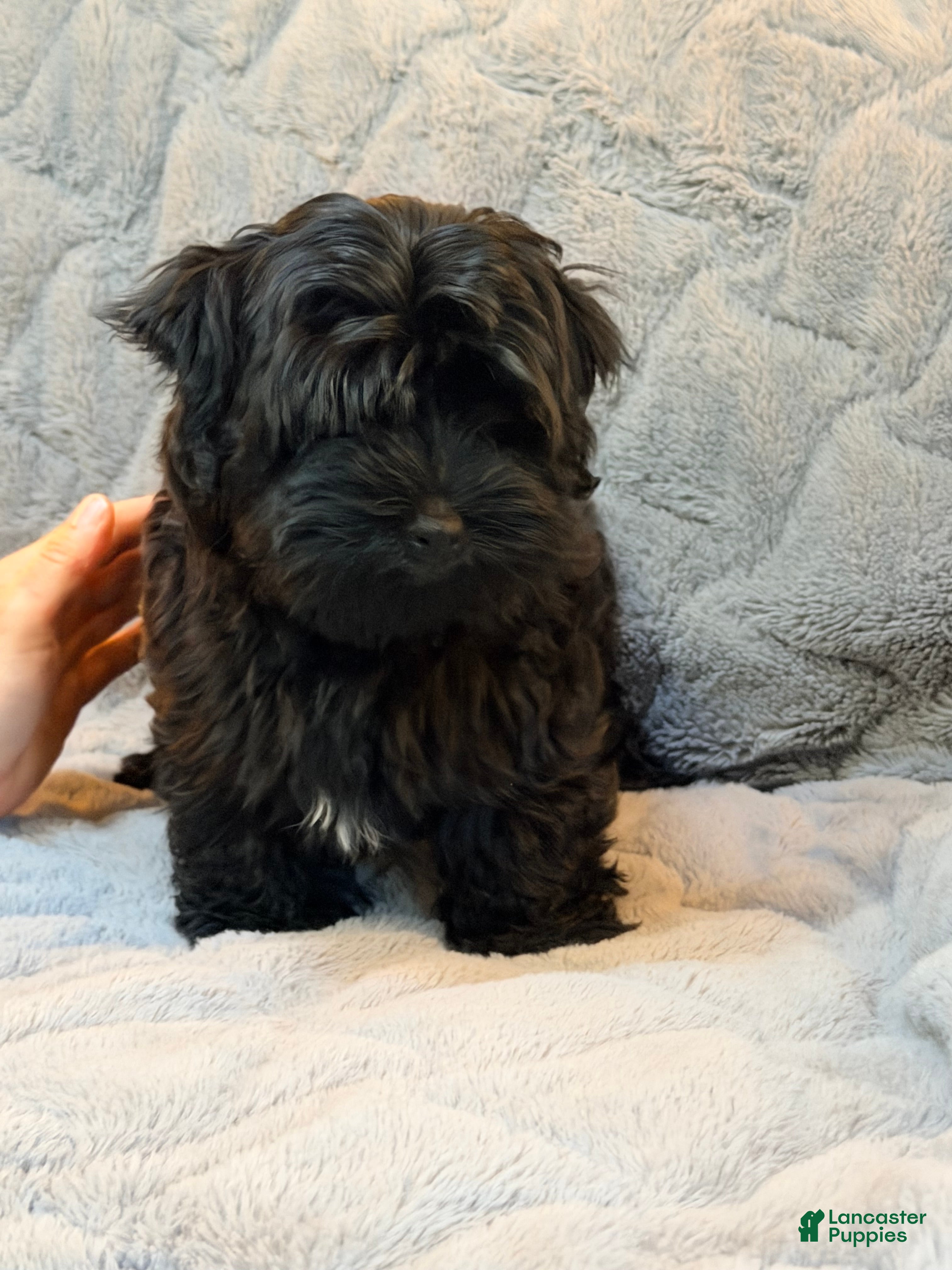 Havanese dogs Chico - Ad 39