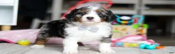 Mini Bernedoodle dogs for sale: Marshall - Ad 4