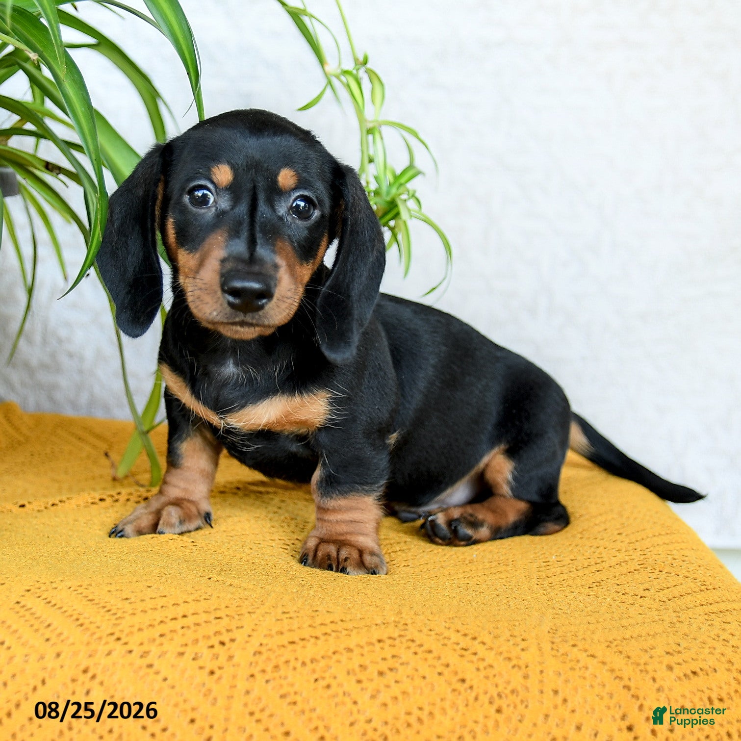 Miniature Dachshund dogs Carlos - Ad 1