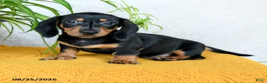 Carlos