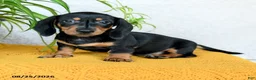 Miniature Dachshund dogs for sale: Carlos - Ad 1