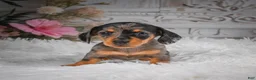 Miniature Dachshund dogs for sale: AKC-Haley - Ad 9
