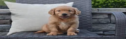 Golden Retriever dogs for sale: Kyle - Ad 5