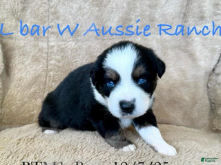 Miniature Australian Shepherd dogs Uncle Chad - Ad 6