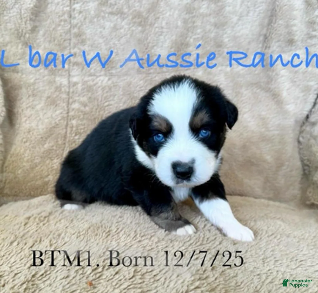 Miniature Australian Shepherd dogs for sale: Uncle Chad - Ad 1
