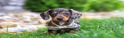 Miniature Dachshund dogs for sale: Alice - Ad 6