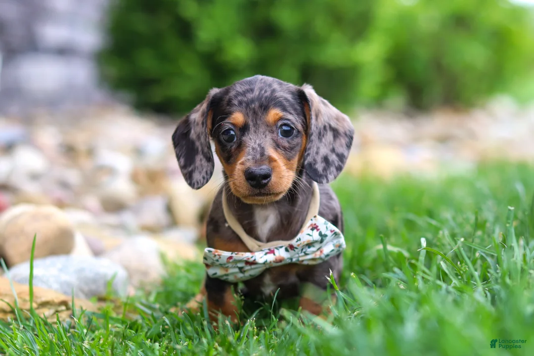 Miniature Dachshund dogs for sale: Alice - Ad 6