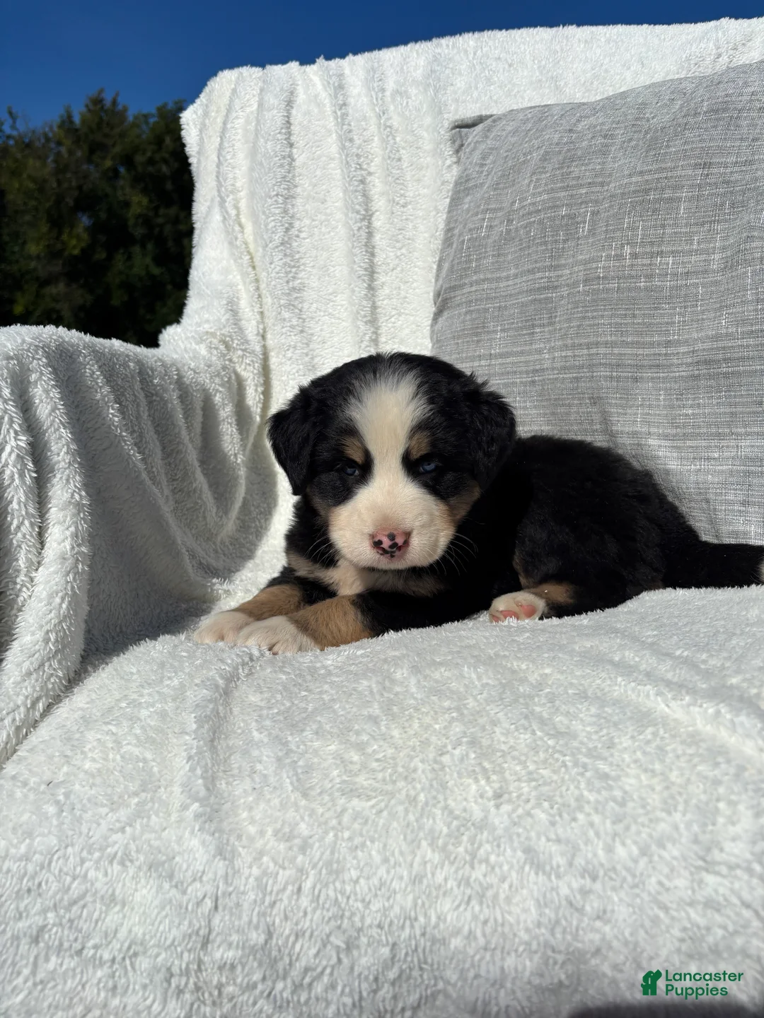 Mixed Breed dogs for sale: Mixed Breed 2 - Ad 1
