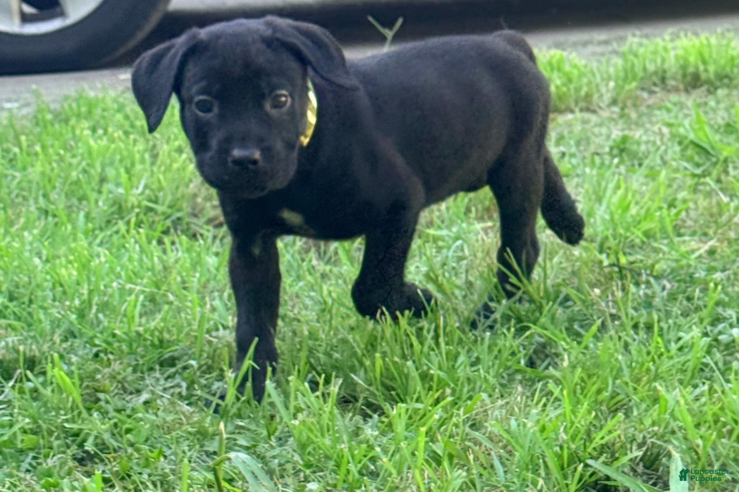 Cane Corso dogs Dean AKC green collar - Ad 41