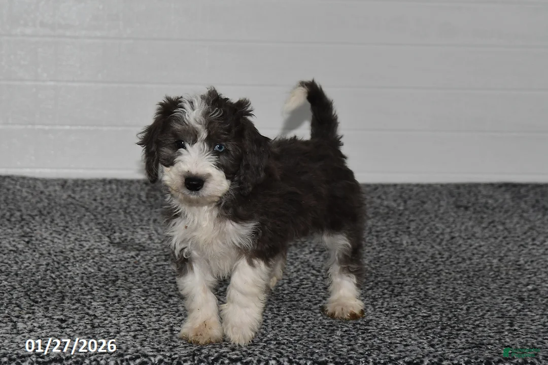 Mini Sheepadoodle dogs for sale: Ivy - Ad 3