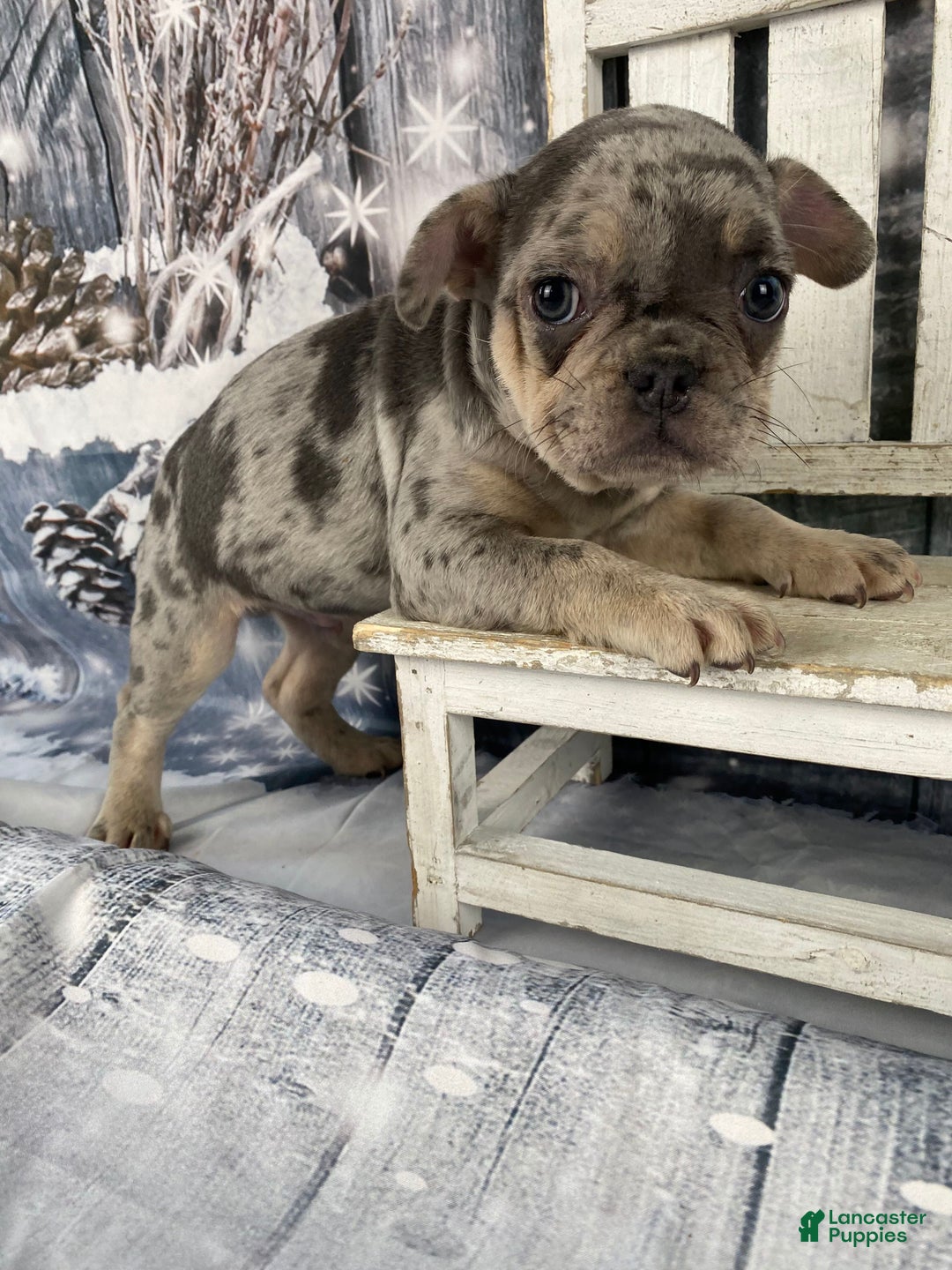 Mixed Breed dogs for sale: Buddy - Ad 4