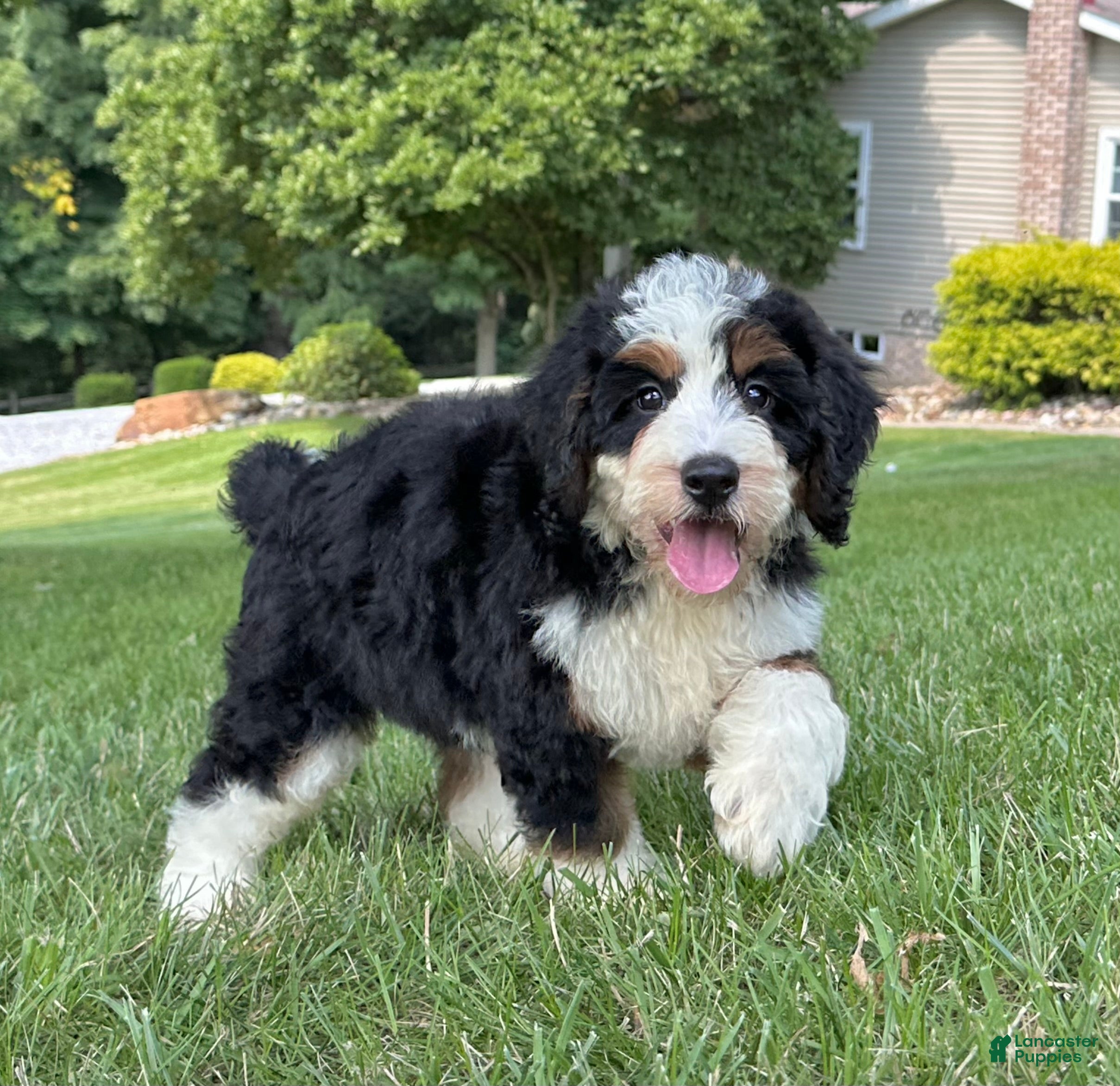 Mini Bernedoodle dogs Bristol Video ad  - Ad 1
