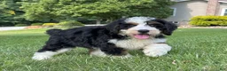 Mini Bernedoodle dogs for sale: Bristol Video ad  - Ad 1