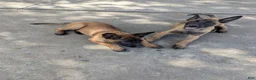 Belgian Malinois dogs for sale: Belgian Malinois Puppy 2 - Ad 6