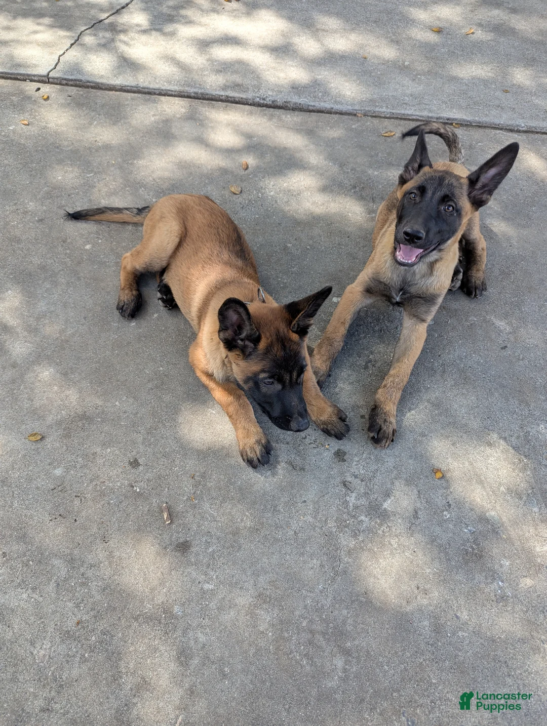Belgian Malinois dogs for sale: Belgian Malinois Puppy 2 - Ad 6