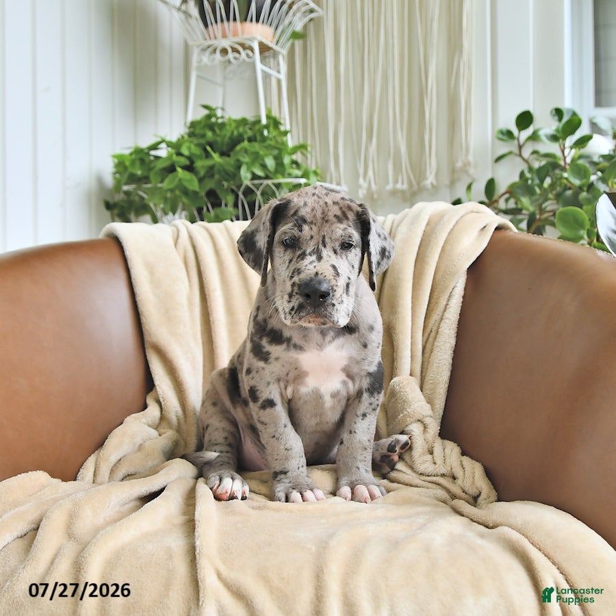 Great Dane dogs Buster - Ad 1