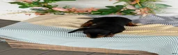 Miniature Dachshund dogs for sale: Janie - Ad 4
