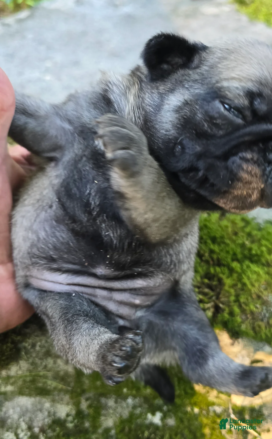 Pug dogs for sale: Daisy - Ad 1