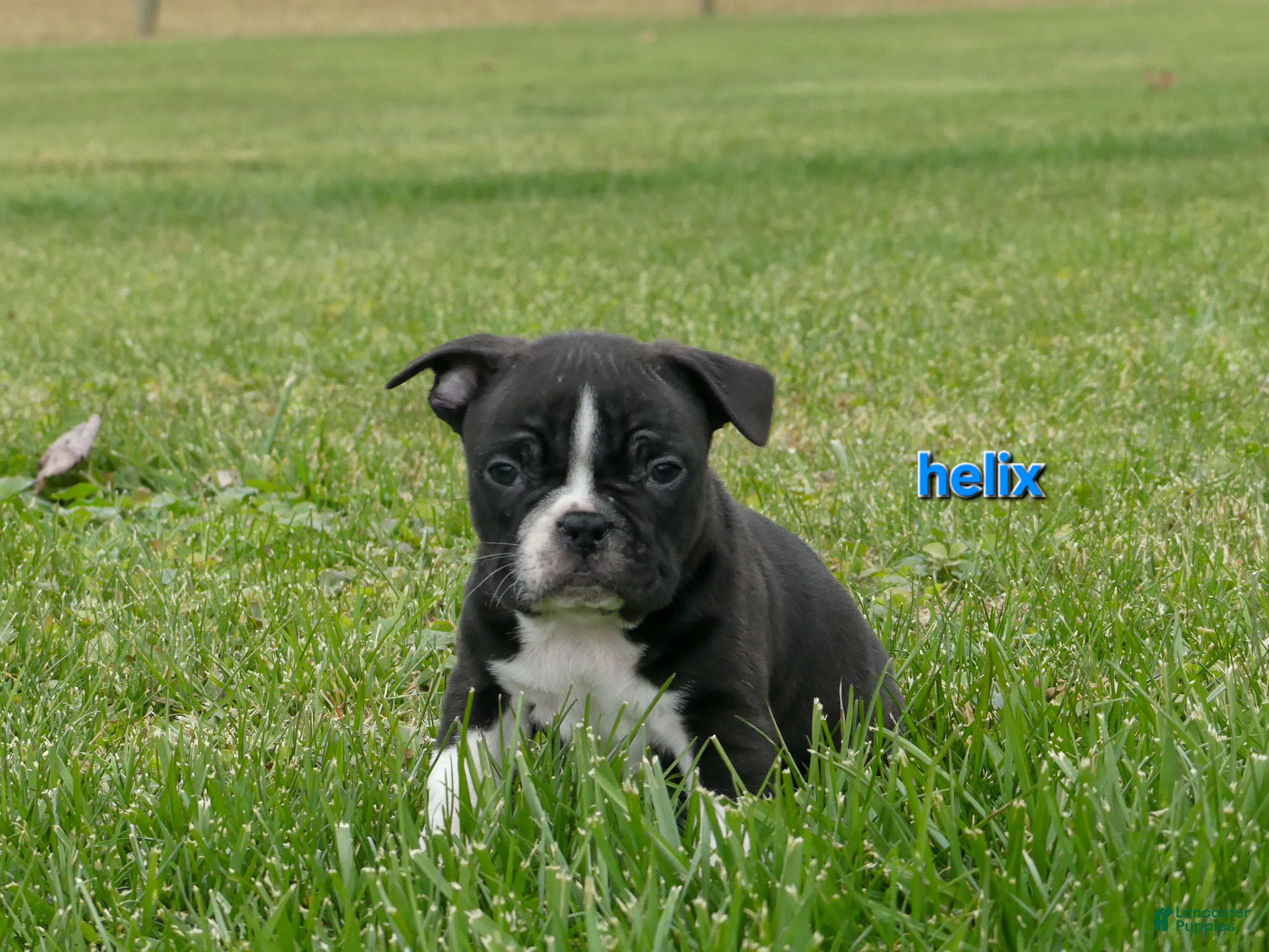 Frenchton dogs Helix - Ad 4