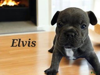 French Bulldog dogs - Ad 17