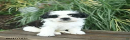 Mixed Breed dogs for sale: Mittens  - Ad 1