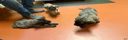 English Mastiff dogs for sale: Banshee - Ad 5