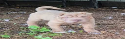 Shar Pei dogs for sale: Larry  - Ad 11