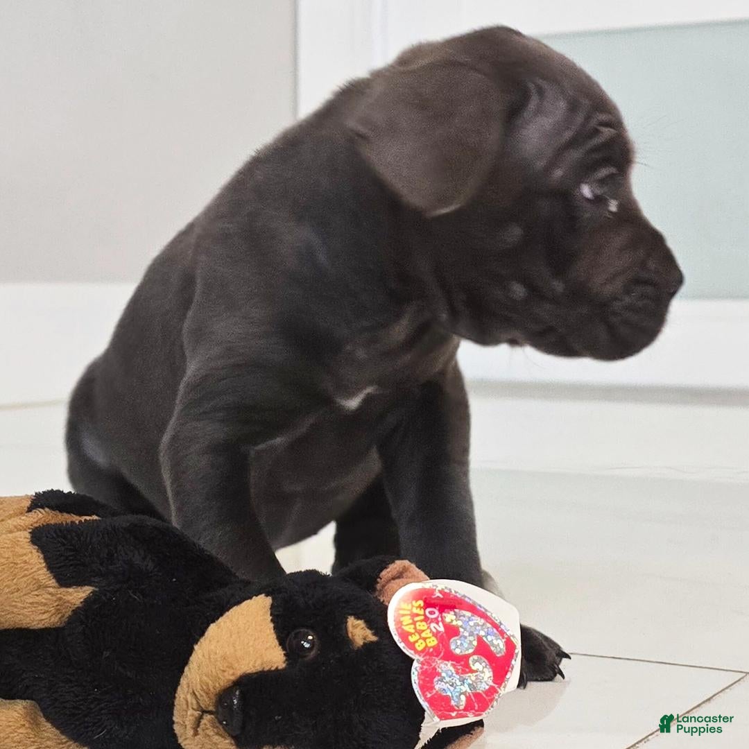 Cane Corso dogs for sale: Rex - Ad 27