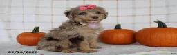 Mini Aussiedoodle dogs for sale: Brandi - Ad 5