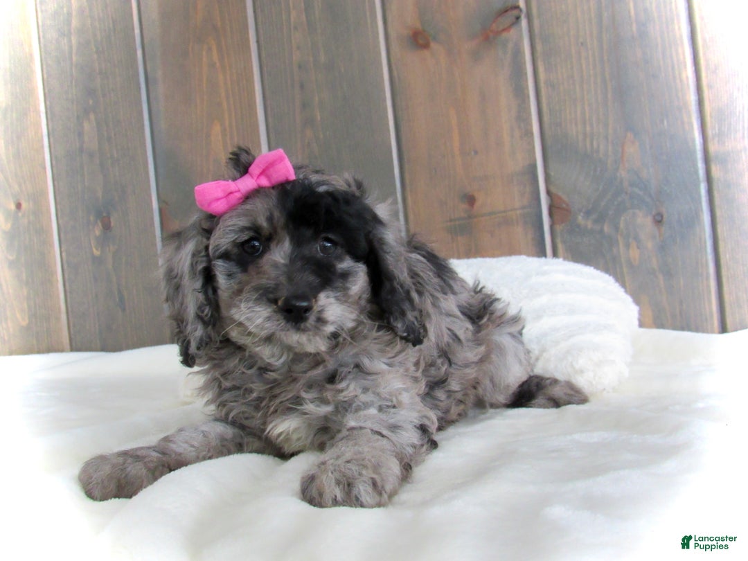 Mini Goldendoodle dogs for sale: Ellie - Ad 2