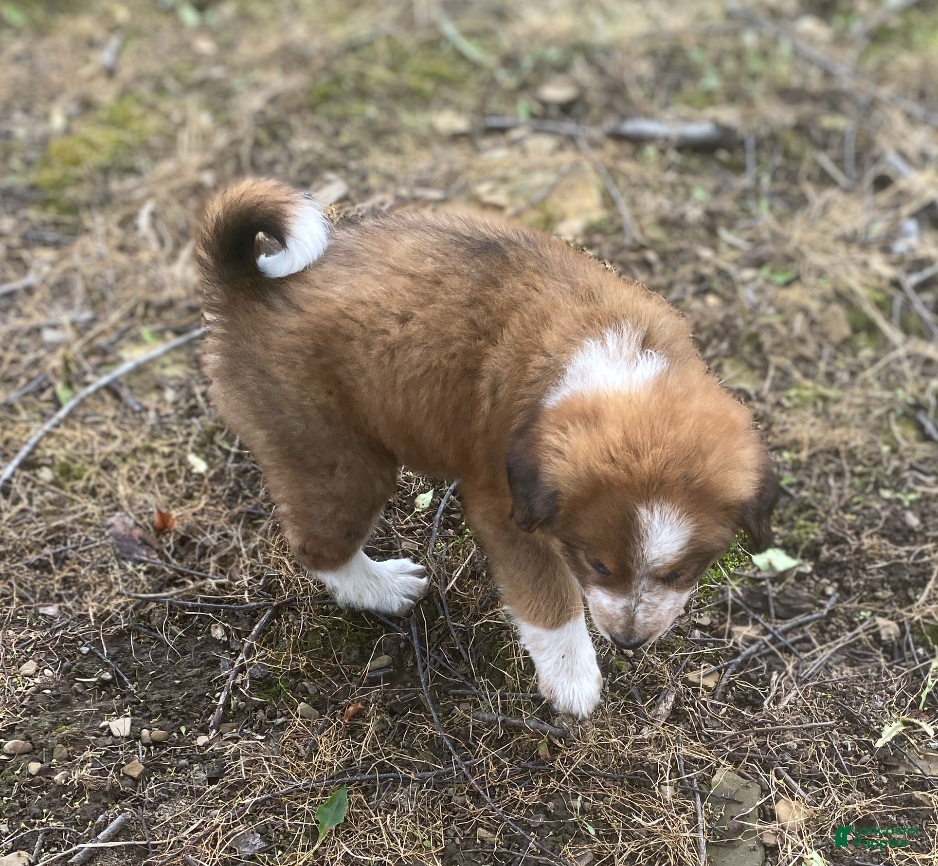 Mixed Breed dogs for sale: ♥️NELLIE MAE♥️ - Ad 3