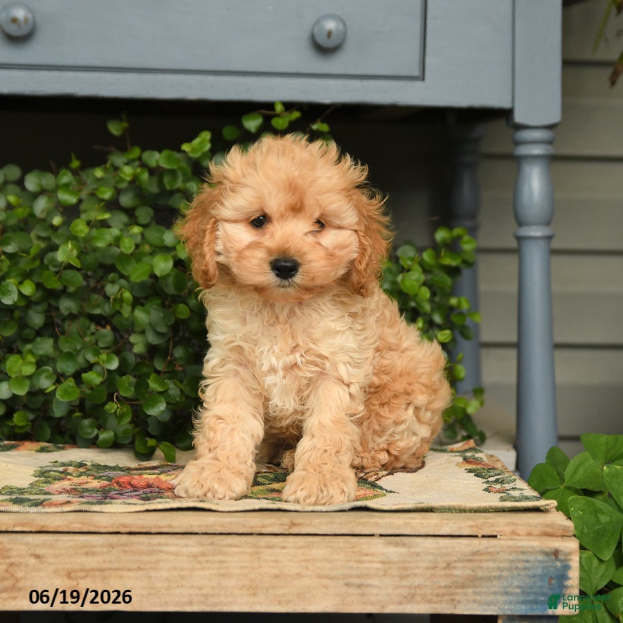 Cockapoo dogs for sale: Major - Ad 1