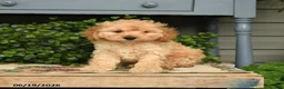 Cockapoo dogs for sale: Major - Ad 1