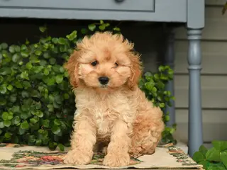 Cockapoo dogs for sale: Major - Ad 1