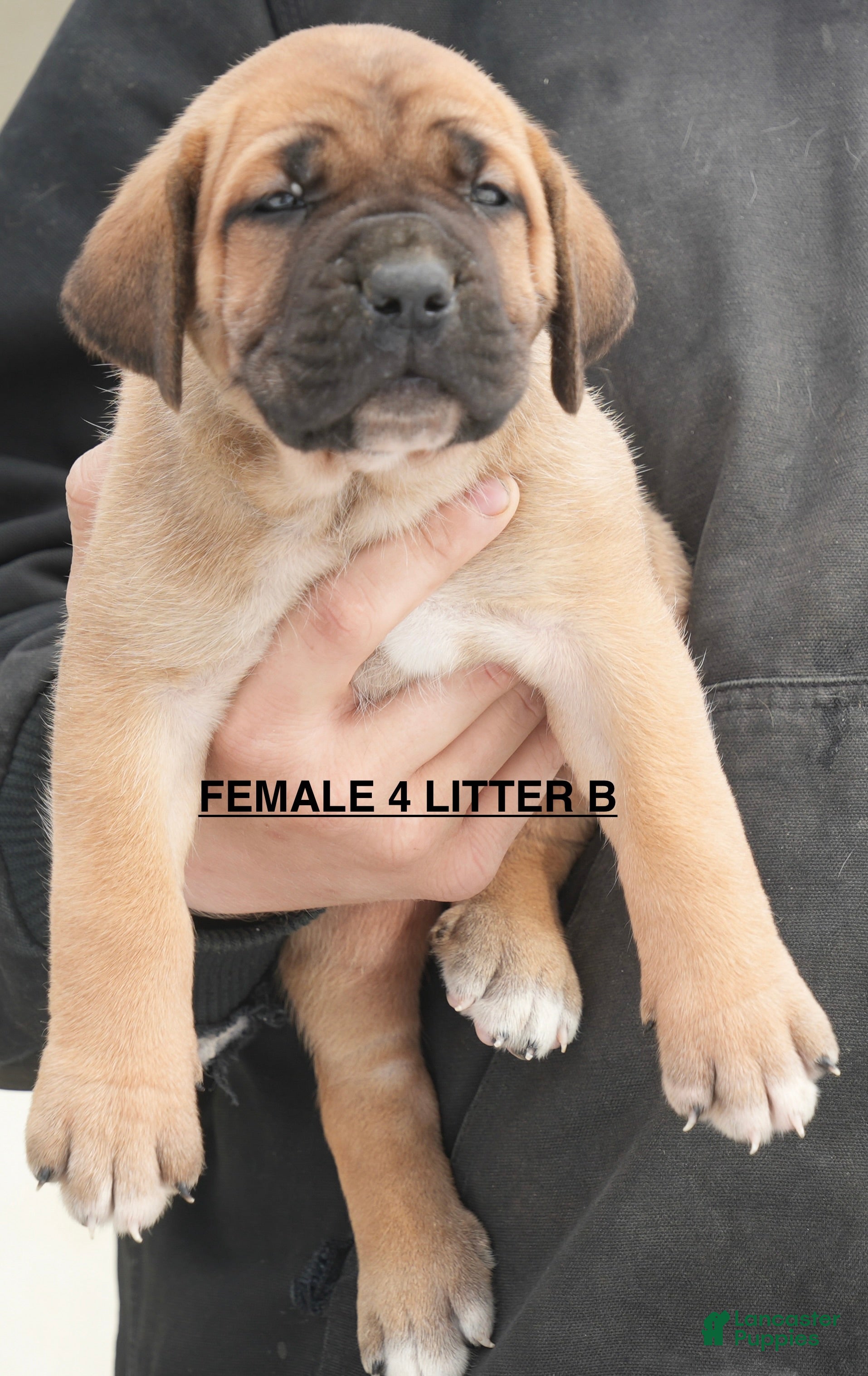 Cane Corso dogs Female 4 Litter B - Ad 29