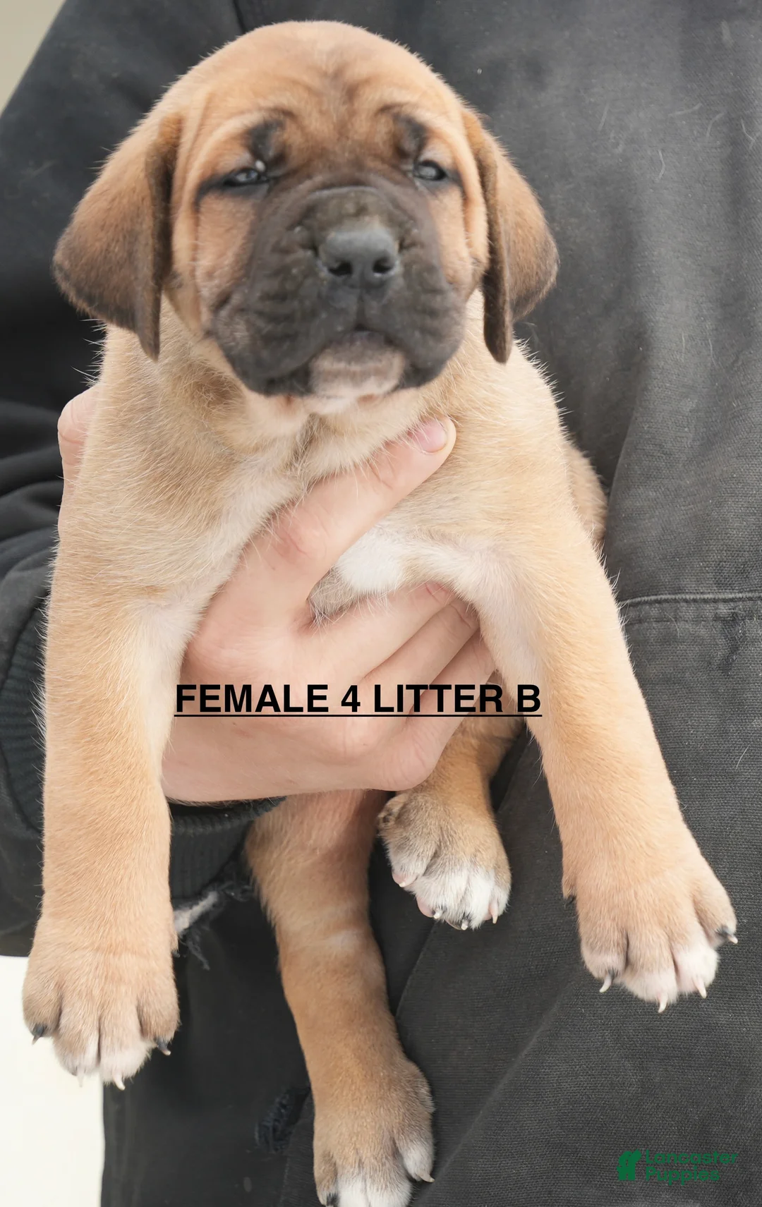 Cane Corso dogs for sale: Female 4 Litter B - Ad 1