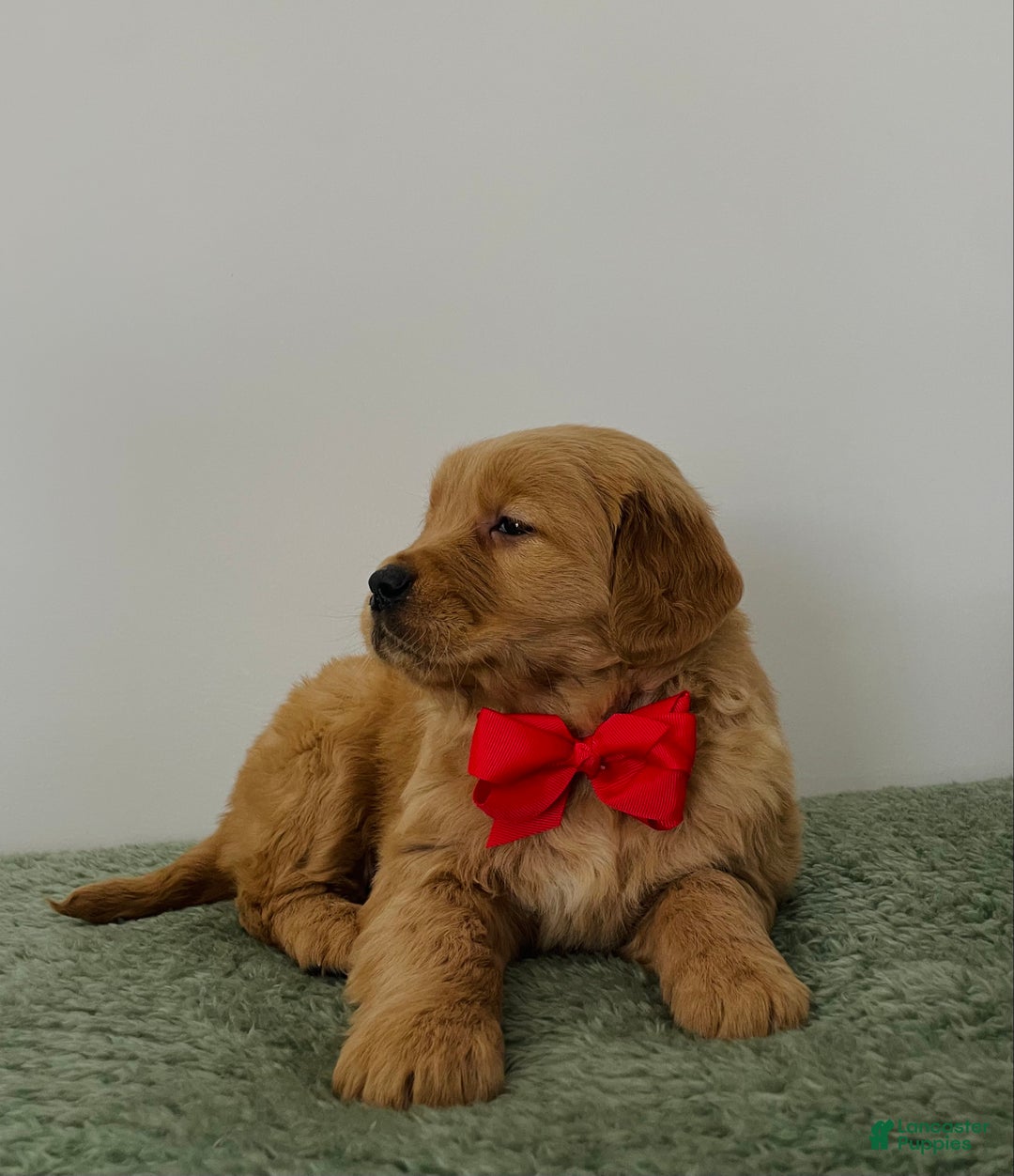 Golden Retriever dogs for sale: Nova - Ad 6