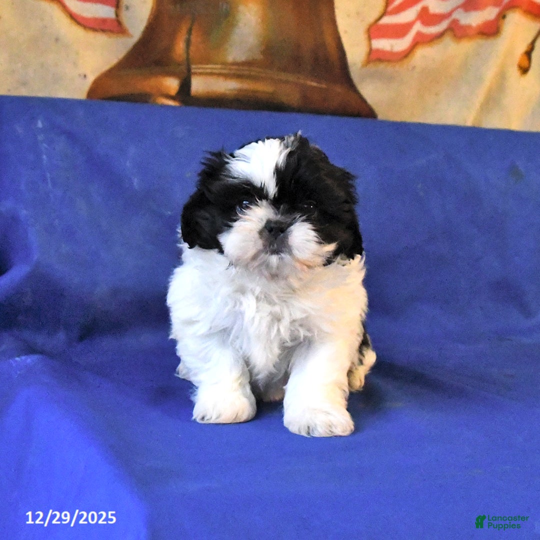Shih Tzu dogs for sale: Misty - Ad 3