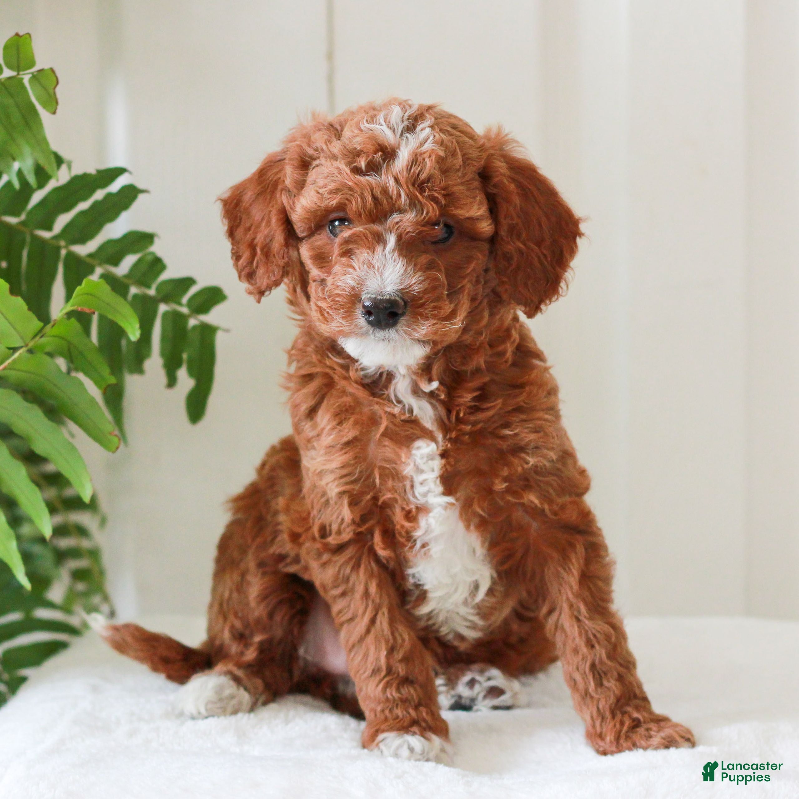 Mini Goldendoodle dogs Heather  - Ad 1