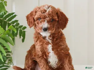 Mini Goldendoodle dogs for sale: Heather - Ad 3